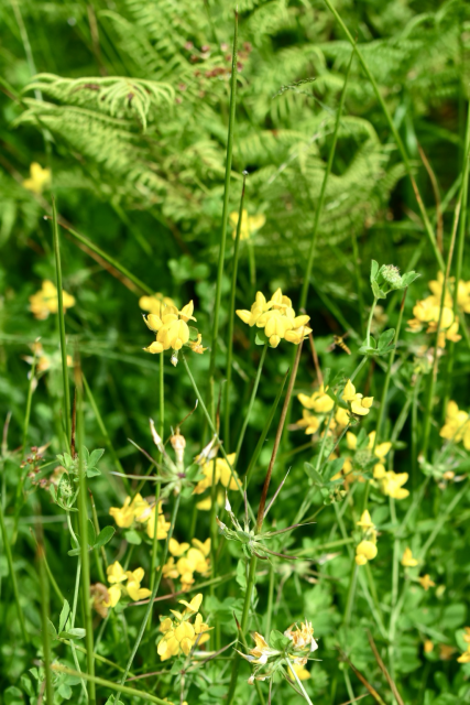 Hello bird’s foot trefoil wild flower 