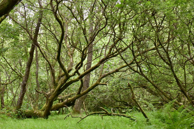 Willow trees 