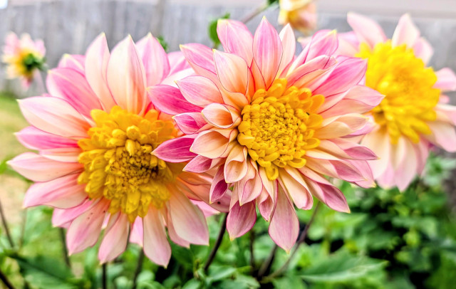 Polka dahlia blossoms. Creamy white and pink petals with a yellow center. 
