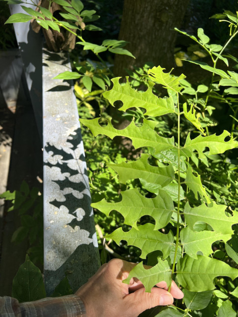 Small branch of a wisteria vine with a number of leaves in it. Each leaf has large semicircular cutouts along its edges which are very regular and uniform. The sun casts its shadow on a wooden railing nearby and the shadow reflects the  cutouts as well 