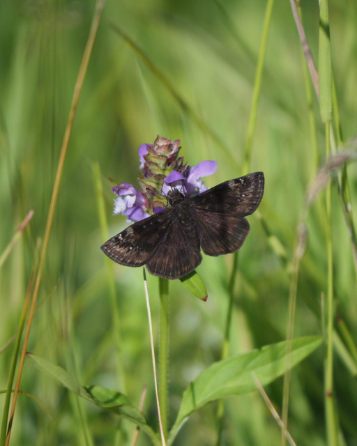 A wild indigo duskywing butterfly, Erynnis baptisiae, feeding from a purple flower growing in the grass, their dark, finely patterned wings spread wide.