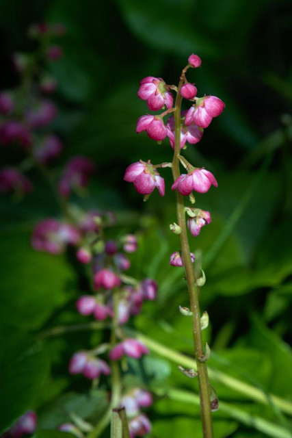 A slender pink-flowered spike of bog wintergreen rising against a dark, shadowed background. The nodding, cup-shaped flowers are deep pink with paler centers, arranged up a pale green stem, with unopened buds near the top. A second, softer-focus flowering stem and broad green leaves fill the lower left.