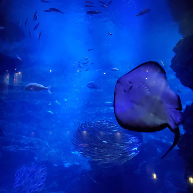 Nao-san visits the rays at Kyoto Aquarium.