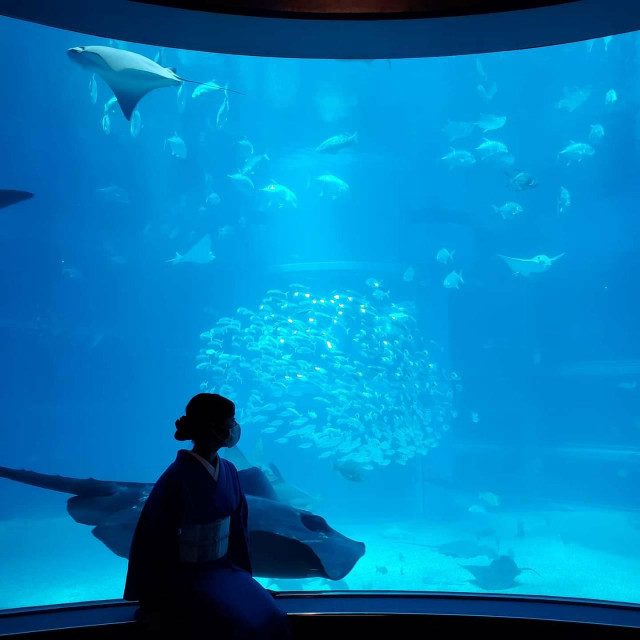 Nao-san visits the rays at Kyoto Aquarium.