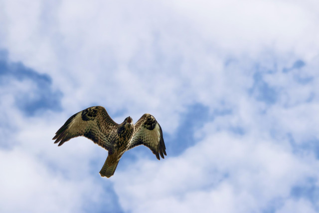 Looking up and a joint common buzzard as it flies overhead, its beak open as it calls, and swings half open as it beats them. White clouds with blue sky behind it