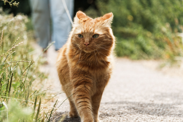 "A fluffy orange cat walking forward on an outdoor, sunlit path while on a thin leash. In the blurred background, the lower legs of a person wearing light blue jeans can be seen walking behind the cat, bordered by tall green grass and bushes."