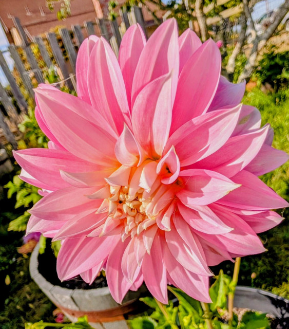 Coral pink classic dahlia blossom.