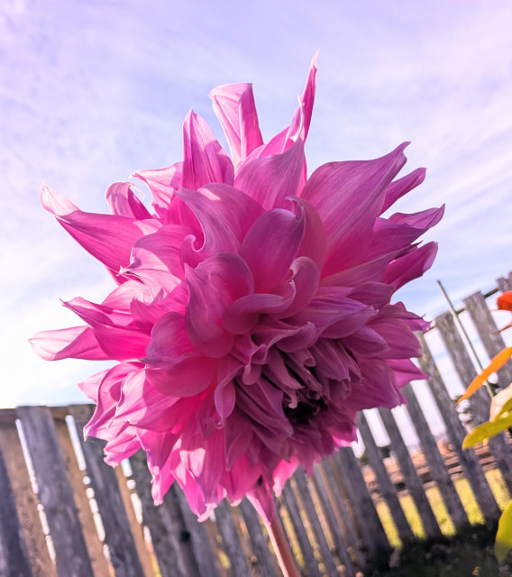 A new giant pink dahlia blossom.