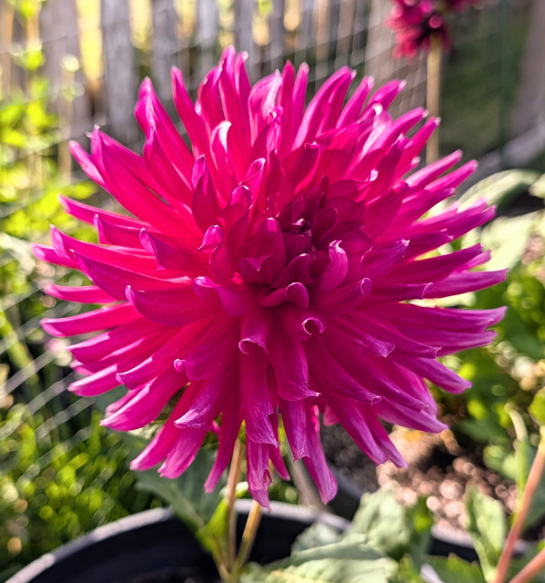 A spiky magenta dahlia blossom. 