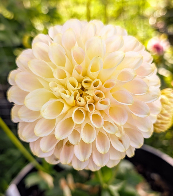 A very round yellow dahlia blossom.