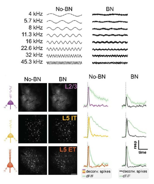Two-photon recordings from awake, head-fixed mice.
(Top) Schematic of acoustic stimulation in the absence (No-BN) and presence (BN) of continuous background noise. (Lower left) Examples of the appearance during imaging from each recorded subpopulation. L2/3 were the most superficial, while L5 ET were the deepest. (Lower right) Example sound-evoked calcium responses and corresponding z-scored deconvolved spikes at the best frequency for one representative neuron from each field of view shown to the left. The effect of background noise was much larger for the superficial L2/3 neurons than for the other populations.