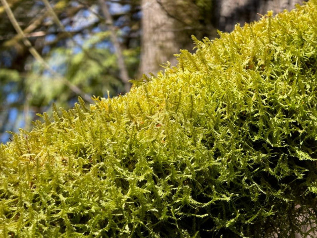A moss-covered branch in soft forest light.