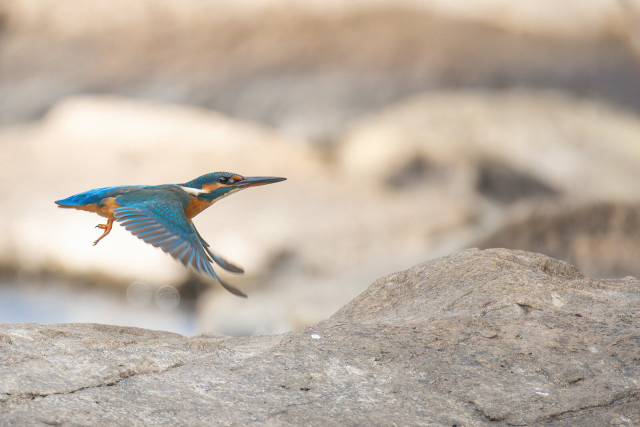Fliegender Eisvogel über Felsen im Fluss. Der blaue Vogel hat die Flügel ausgebreitet und fliegt von links nach rechts.