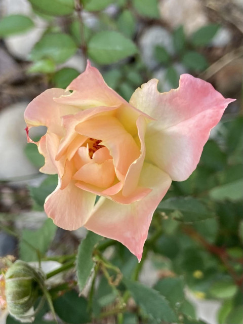 A delicate those, yellow at the base and pink at the pointed petal tips, a glimpse of orange red at the center, and an insect bite taken out of one of the petals. 