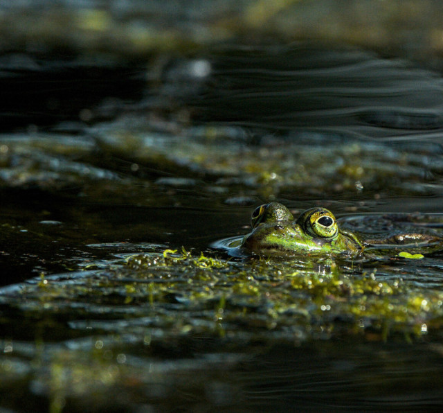 ein kleiner Frosch guckt mit seinem Kopf aus einem Teich