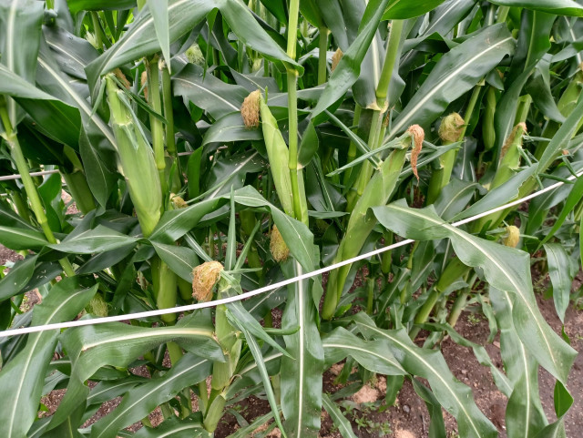 Close view of several stalks of sweetcorn showing a lot of ears that are filling out nicely and only a few days away from being ready to pick. There is a rope running along the stalks to help support them if it gets windy.