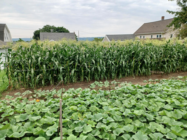 Broad view of 3 rows of sweetcorn in a garden bed.  Stalks are laden with ripening ears and a rope has been run along the row to act as support in the wind.  Foreground shows a large expanse of butternut squash vines spreading out everywhere.