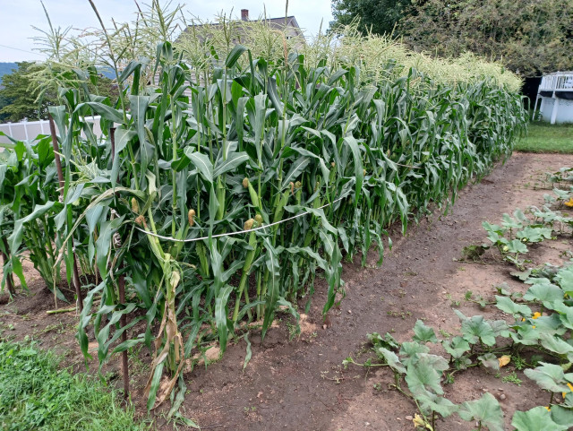  A 40 foot long row of sweetcorn heavily laden with ripening ears.  There are metal poles in the ground which supports a set of ropes which are there to help keep the stalks upright in the event of high winds.