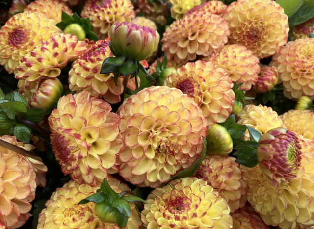 Bright yellow dahlia blooms with scarlet tips. These are blooms with short petals, in a tight ball. A few buds stick out from the mass of blooms. 