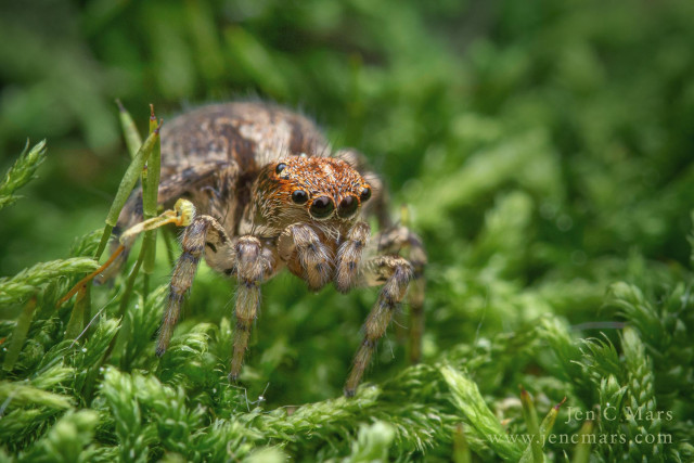 Photo of a teeny weeny spider standing on a patch of moss, but the magnification makes the moss look like a jungle of enormous plants. The spider is very round, with large forward facing eyes that are rather cute, overall a light brown speckled color with an orange "cap" on her head.