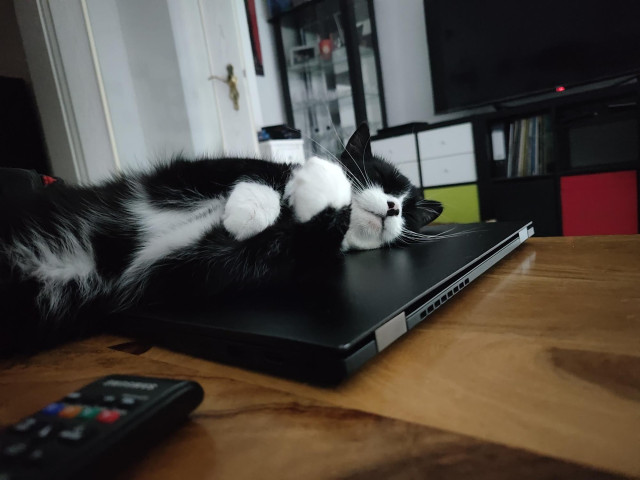 Schwarzweißer Kater Phips liegt leicht seitlich auf dem Rücken. Oberkörper ubd Kopg hat er auf einem schwarzen Laptop abgelegt. Alles auf dem Holztisch im Wkhnzimmer
