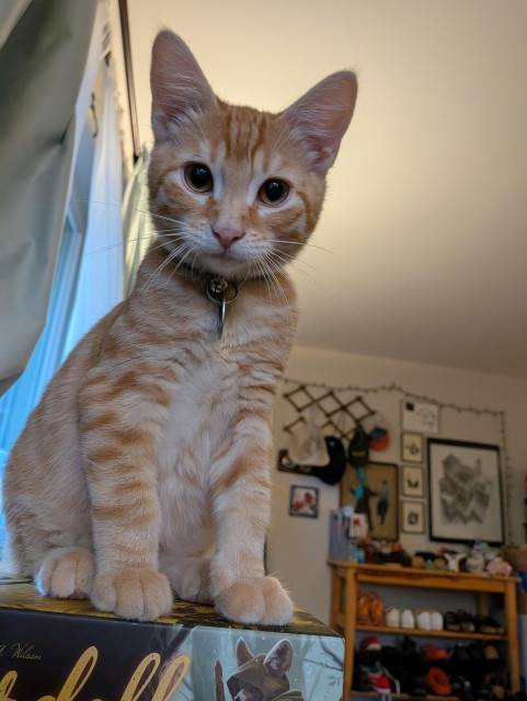 Orange kitten looking down at the camera.