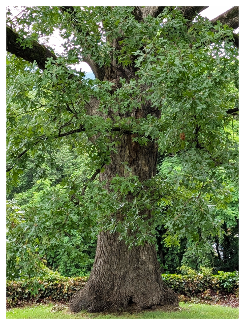 large oak tree with a thick, textured trunk and wide branches covered in green leaves stands in a grassy area, with shrubs and dense greenery in the background.
