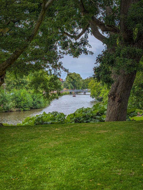 A scenic view of a canal framed by dense green foliage and majestic trees, under an overcast sky.

A neatly manicured lawn of vibrant green grass stretches across the bottom portion of the frame. To the right, a thick, gnarled tree trunk with deep ridges in its bark rises, its heavy branches extending upward and across to create a natural arch above the center view.

A wide canal flows horizontally through the middle of the scene, its surface slightly rippled under the diffuse light. In the distance, a small boat carrying passengers moves away from a metal pedestrian bridge that spans across the water.