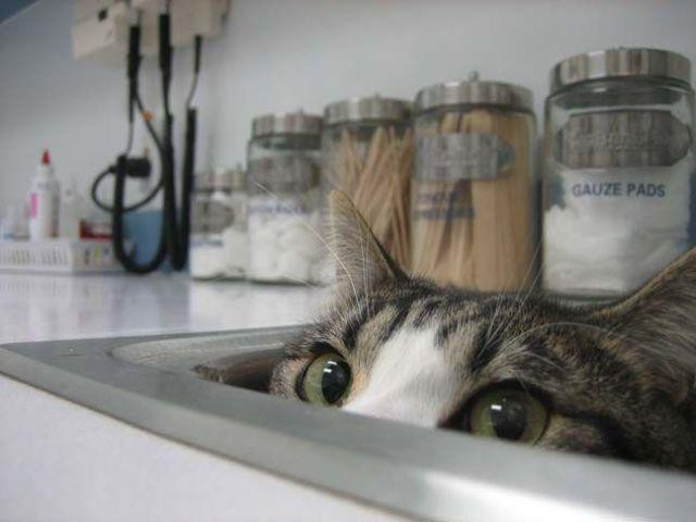 A veterinary's office and there is one cat in this picture, hiding, find them.