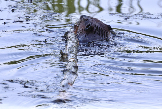 Photo shows a large beaver, only its head above water, hauling a fairly hefty log, maybe four inches in diameter and seven feet long, down a creek. It is in the shade so the photo color are muted. The beaver is holding on to one end of log in its mouth, the other end trailing behind.