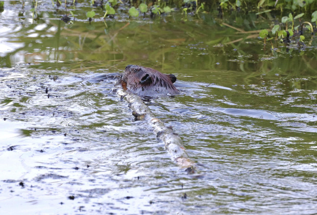 Another shot of the log hauling beaver, this one in better light and showing more color, including the beaver's brown head and green aquatic vegetation along the stream.