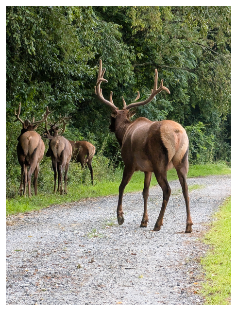 Four elk with large antlers walk away on a gravel path bordered by green grass and dense trees. Three elk are grouped together on the left, one half-way in the woods, while one elk walks on the road, toward the group