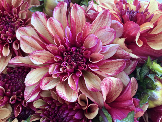 A dahlia bloom with creamy yellow petals that have lots of plum-colored striping. It's surrounded by petals of other similar dahlias. 