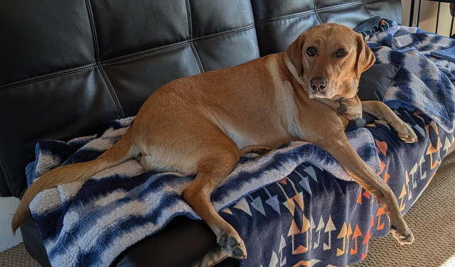 Golden lab is lying on her blue and white blanket and blue pillow where she has a breeze from a cooling fan. 