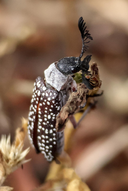 Colour photo of beetle Rhipicera mystacina, with branched antennae. 