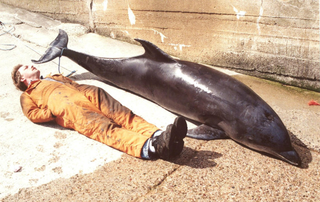A man in dirty orange overalls lying on a harbour slipway with a dead juvenile dolphin beside him for a sense of scale. The dolphin is over 9 feet in length although not fully grown, as an adult these northerly Bottlenose dolphin can reach 13 feet in length and weigh a third of a ton. The dolphin had tragically drowned after being trapped in a salmon poaching net on the Moray Firth coast.
