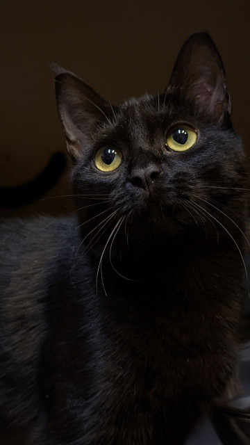 A close-up, vertical portrait of a sleek black cat against a dark background. The cat is looking slightly upward with wide, luminous yellowish-green eyes and prominent white whiskers catching the light.