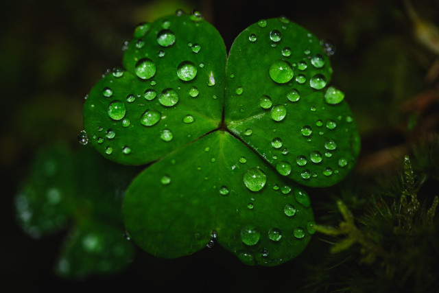 A close up photograph of a trifoliate wood sorrel leaf from above. The heart-shaped leaves are intensely green and covered in large droplets after a recent rain. 

In the lower right corner is a patch of moss and the rest of the background is out of focus, with more leaves and moss.