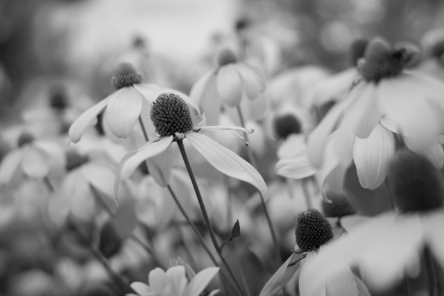 A black and white image of a garden filled with large rudbeckia flowers with lovely long petals that seems to stretch out into the distance with no end. One bloom at the centre of the images manages to stand out among the others because of its size, position and clarity. 