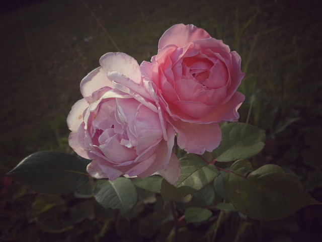 Two roses in full bloom, side by side. One is pale pink, the other a slightly deeper shade of pink.