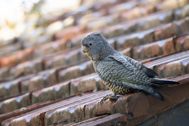 A female Gang-gang perched on a terracotta-tiled roof ridge, facing left, with diagonal rows of tiles blurred in the background.