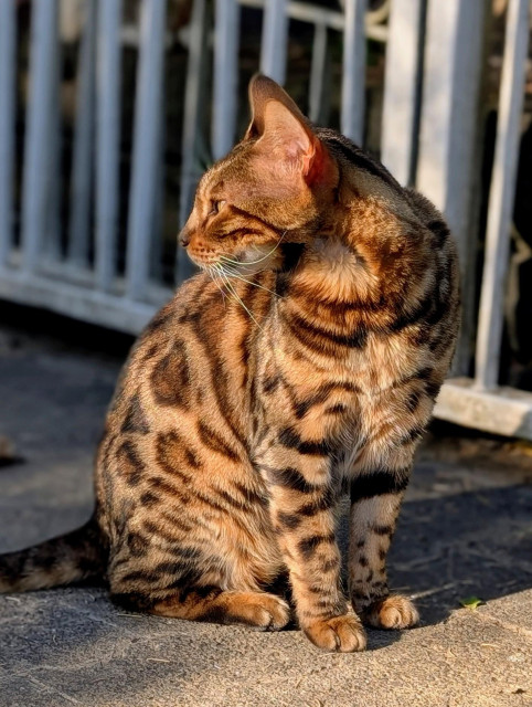 Bengalkatze im Abendlicht, sitzend, das wunderschöne Fell im Ozelotlook in der Sonne schimmernd