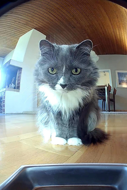 En grå och vit långhårig katt ser mot en tom matskål.