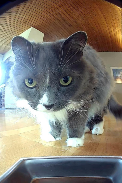 En grå och vit långhårig katt ser mot en tom matskål. Närmar sig.