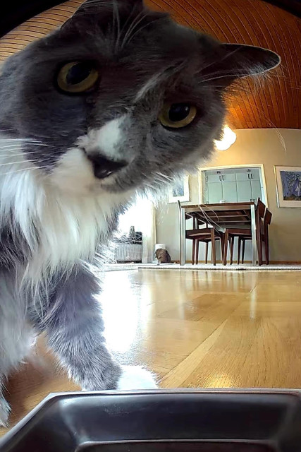 En grå och vit långhårig katt ser mot en tom matskål. Närmar sig ännu mer.