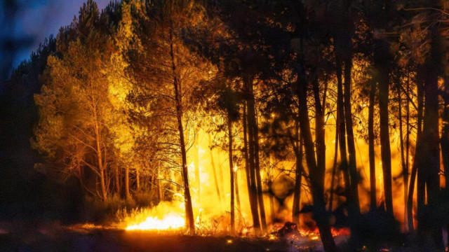Flammen schlagen in einem Wald hoch.