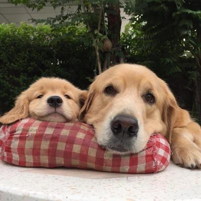 A golden lab and a golden lap pup resting their chins on a checkered pillow, looking adorable.