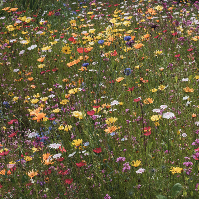 A colour photograph of a wildflower meadow.