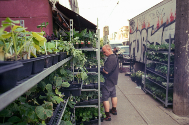 Trays on herbs and other plants describe parallel lines down a sidewalk as a man browses. 