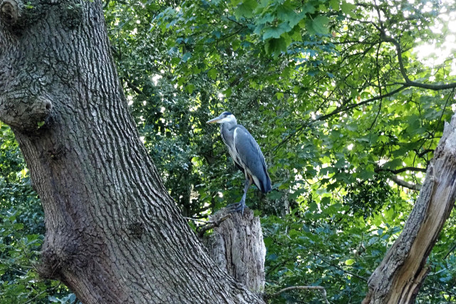 A heron using the broken branch stump of a large oak as a pedestal,  above the canal below